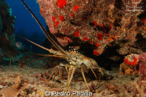 Lobter
Nikon D80 with 15mm lens, f/11 @ 1/125s Iso 200 by Pedro Padilla 
